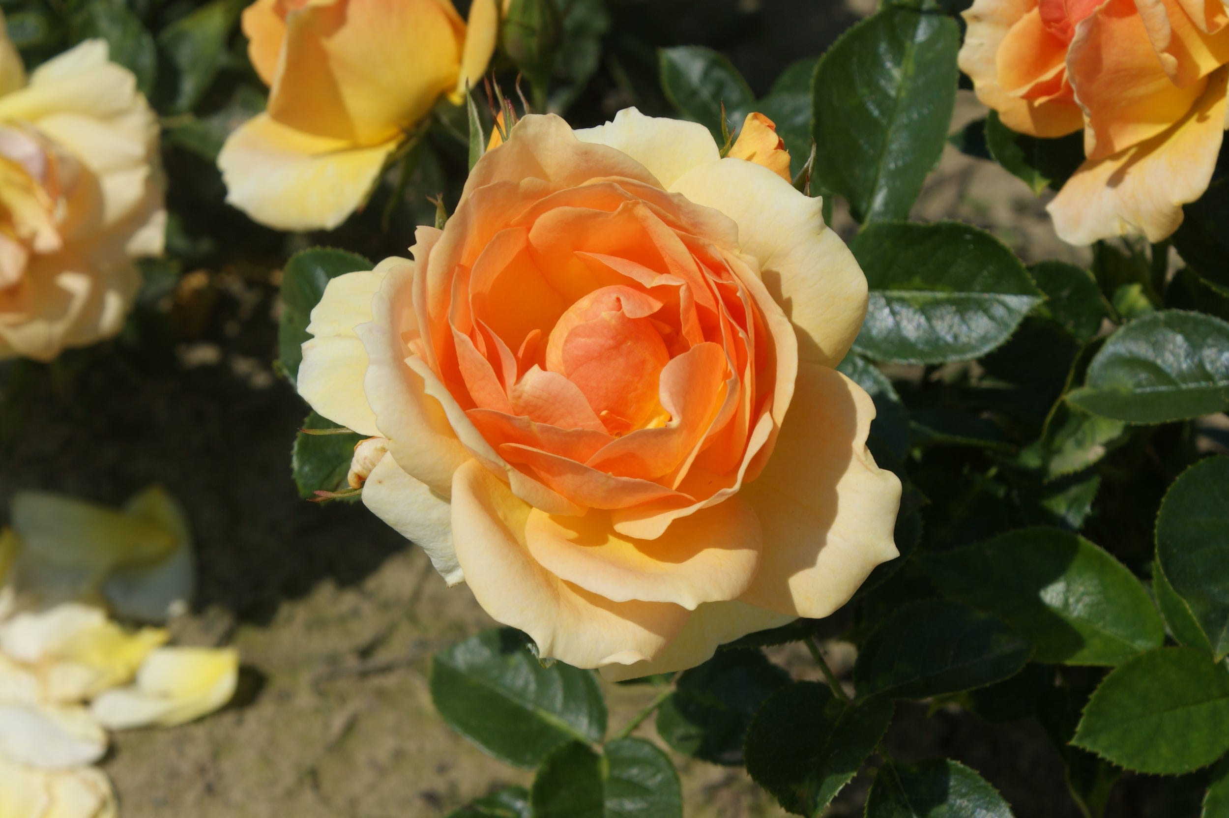 Rose 'Hansestadt Rostock®'